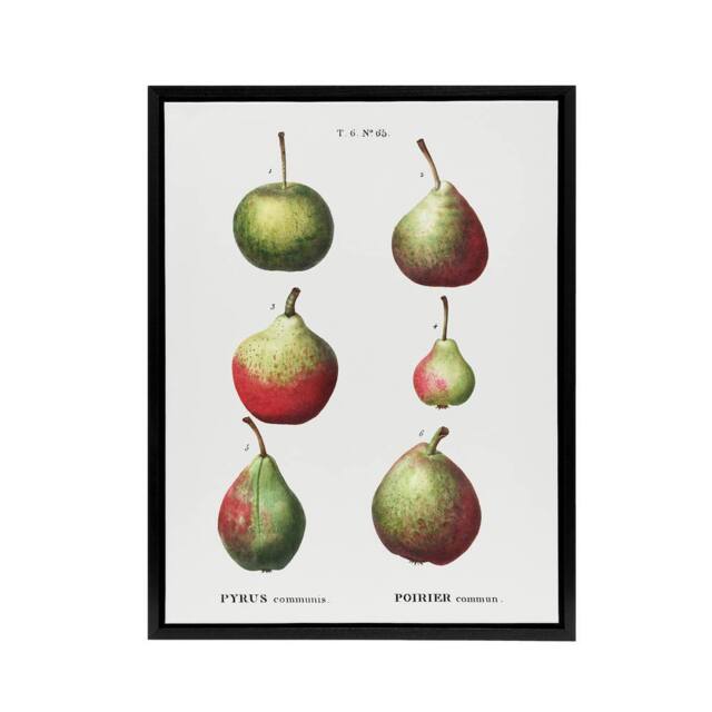 "Artery8 Pear Fruit Varieties Redoute Vintage Black Framed Canvas Wall Art in White - Size: W18"" x H24""" - image 1