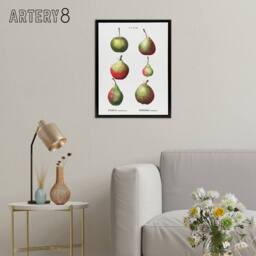 "Artery8 Pear Fruit Varieties Redoute Vintage Black Framed Canvas Wall Art in White - Size: W18"" x H24""" - thumbnail 3