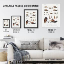 "Artery8 Snail shell Marine Life Ocean Augustus Gould Framed Wall Art Print in White - Size: W12"" x H16""" - thumbnail 3