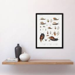 "Artery8 Snail shell Marine Life Ocean Augustus Gould Framed Wall Art Print in White - Size: W12"" x H16""" - thumbnail 4