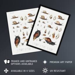 "Artery8 Snail shell Marine Life Ocean Augustus Gould Framed Wall Art Print in White - Size: W12"" x H16""" - thumbnail 2
