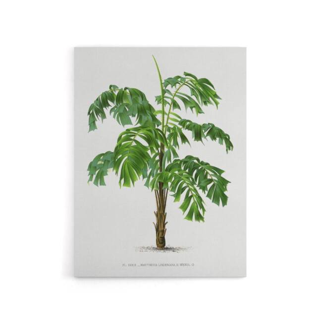 "Artery8 Martinezia Lindeniana Palm Tree Kerchove Canvas Wall Art Print in White - Size: W12"" x H16""" - image 1