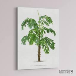 "Artery8 Martinezia Lindeniana Palm Tree Kerchove Canvas Wall Art Print in White - Size: W12"" x H16""" - thumbnail 2