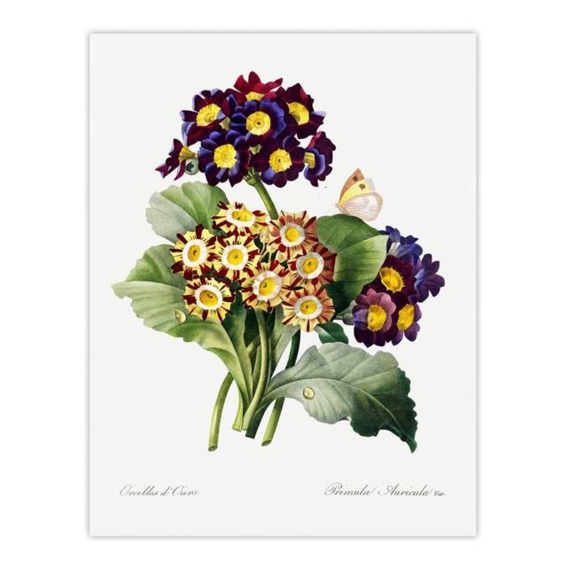 "Artery8 Primrose Flowers Floral Redoute Vintage Wall Art Print Poster in White - Size: W18"" x H24""" - image 1