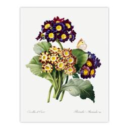 "Artery8 Primrose Flowers Floral Redoute Vintage Wall Art Print Poster in White - Size: W18"" x H24""" - thumbnail 1