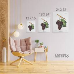 "Artery8 Wine Grapes Mourvaison Ampelography Troncy Canvas Wall Art in White - Size: W24"" x H32""" - thumbnail 4