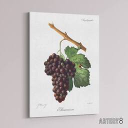 "Artery8 Wine Grapes Mourvaison Ampelography Troncy Canvas Wall Art in White - Size: W24"" x H32""" - thumbnail 2