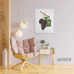 "Artery8 Wine Grapes Mourvaison Ampelography Troncy Canvas Wall Art in White - Size: W24"" x H32""" - thumbnail 3