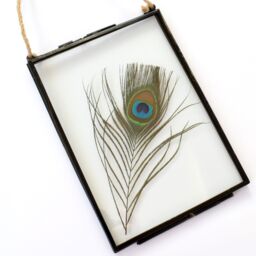 Amaya Rose Ltd Real Peacock feather Floating Picture Frame. Spiritual Gift in Black - thumbnail 1