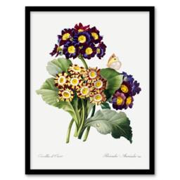 Artery8 Primrose Flowers Floral Redoute Vintage Framed Wall Art Print in White - Size: A4 - thumbnail 1