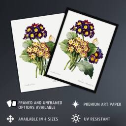 Artery8 Primrose Flowers Floral Redoute Vintage Framed Wall Art Print in White - Size: A4 - thumbnail 2