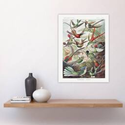 "Artery8 Kolibri Birds Hummingbird Species Haeckel Wall Art Print Poster - Size: W24"" x H32""" - thumbnail 4