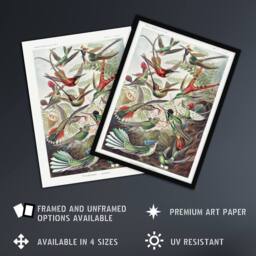 "Artery8 Kolibri Birds Hummingbird Species Haeckel Wall Art Print Poster - Size: W24"" x H32""" - thumbnail 2