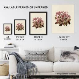 Artery8 Vintage Botanical Dwarf Copperleaf Fawcett Framed Wall Art Print in Beige - Size: A4 - thumbnail 3