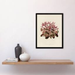 Artery8 Vintage Botanical Dwarf Copperleaf Fawcett Framed Wall Art Print in Beige - Size: A4 - thumbnail 4
