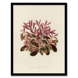 Artery8 Vintage Botanical Dwarf Copperleaf Fawcett Framed Wall Art Print in Beige - Size: A4 - thumbnail 1