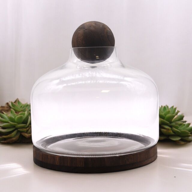 KDMD Ex-Large Ball Top Terarium on Dark Tung Wood in Brown - image 1