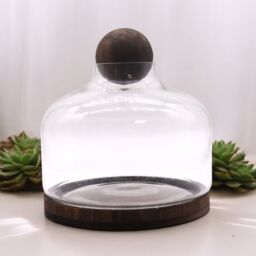 KDMD Ex-Large Ball Top Terarium on Dark Tung Wood in Brown