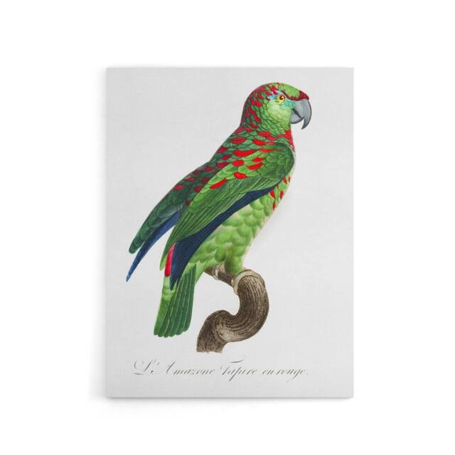 "Artery8 The Blue Fronted Amazon Parrot Levaillant Canvas Wall Art Print in White - Size: W18"" x H24""" - image 1
