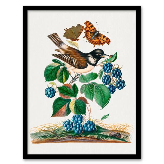 "Artery8 Bramble Rubus Starling & Butterflies Bolton Framed Wall Art Print - Size: W12"" x H16""" - image 1