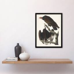 Artery8 Turkey Buzzard Vulture Audubon Nature Framed Wall Art Print in White - Size: A4 - thumbnail 4