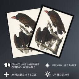 Artery8 Turkey Buzzard Vulture Audubon Nature Framed Wall Art Print in White - Size: A4 - thumbnail 2