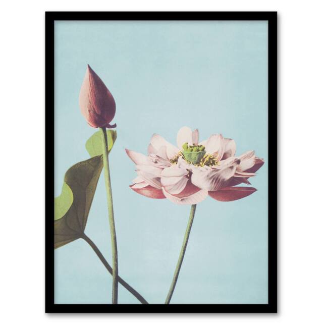 Artery8 Pink Lotus Flower Blooms Vintage Japan Framed Wall Art Print Kazumasa in Blue - Size: A4 - image 1