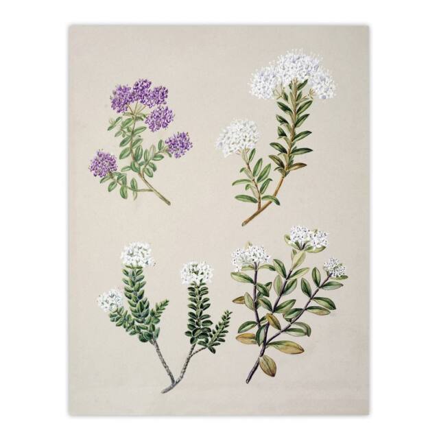 "Artery8 New Zealand Four Veronica Flowering Plants Featon Wall Art Print in Beige - Size: W12"" x H16""" - image 1
