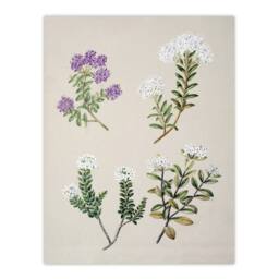 "Artery8 New Zealand Four Veronica Flowering Plants Featon Wall Art Print in Beige - Size: W12"" x H16""" - thumbnail 1
