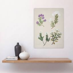 "Artery8 New Zealand Four Veronica Flowering Plants Featon Wall Art Print in Beige - Size: W12"" x H16""" - thumbnail 4