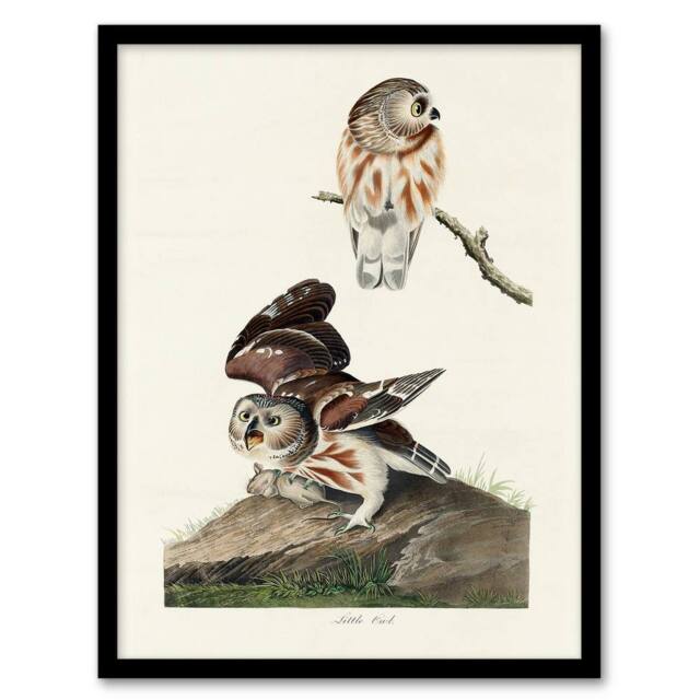 Artery8 John James Audubon Framed Wall Art Print Birds Of America Little Owls in White - Size: A4 - image 1