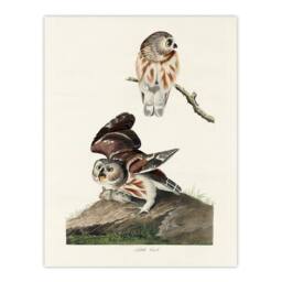 Artery8 John James Audubon Framed Wall Art Print Birds Of America Little Owls in White - Size: A4 - thumbnail 3