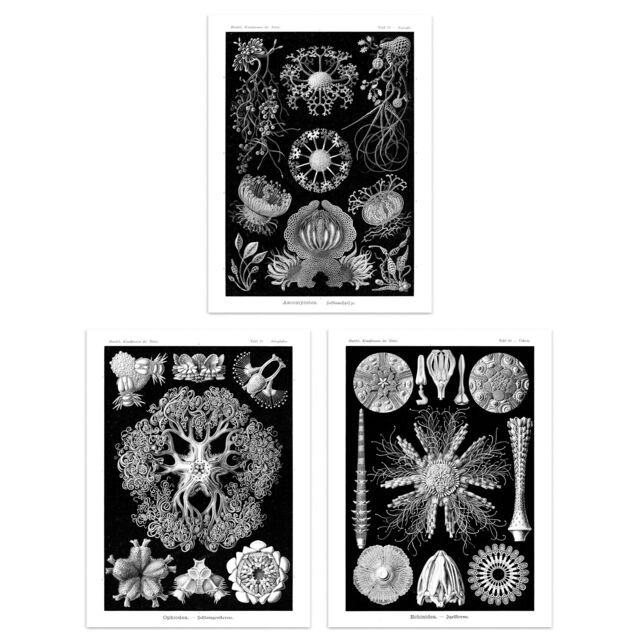 Artery8 Set of 3 Sea Urchins Black & White Haeckel Vintage Illustrations Detailed Echinidea Starfish Study Unframed Wall Art Living Room Poster - image 1