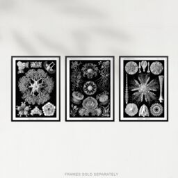 Artery8 Set of 3 Sea Urchins Black & White Haeckel Vintage Illustrations Detailed Echinidea Starfish Study Unframed Wall Art Living Room Poster - thumbnail 5