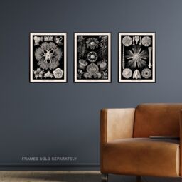 Artery8 Set of 3 Sea Urchins Black & White Haeckel Vintage Illustrations Detailed Echinidea Starfish Study Unframed Wall Art Living Room Poster - thumbnail 2