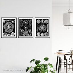Artery8 Set of 3 Sea Urchins Black & White Haeckel Vintage Illustrations Detailed Echinidea Starfish Study Unframed Wall Art Living Room Poster - thumbnail 3