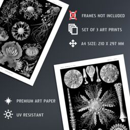 Artery8 Set of 3 Sea Urchins Black & White Haeckel Vintage Illustrations Detailed Echinidea Starfish Study Unframed Wall Art Living Room Poster - thumbnail 4