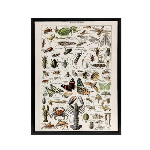 "Artery8 Millot Encyclopedia Arthropods Framed Canvas Wall Art Print - Size: W18"" x H24""" - image 1