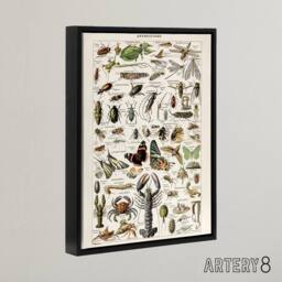 "Artery8 Millot Encyclopedia Arthropods Framed Canvas Wall Art Print - Size: W18"" x H24""" - thumbnail 2