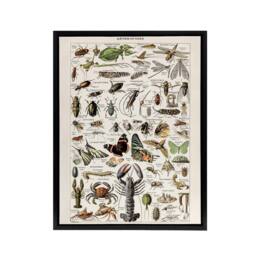 "Artery8 Millot Encyclopedia Arthropods Framed Canvas Wall Art Print - Size: W18"" x H24""" - thumbnail 1