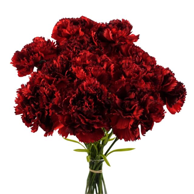 Pegdev Pack of 12 Artificial Red Carnation Stems for Home or Wedding Use - image 1