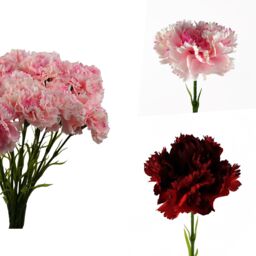 Pegdev Pack of 12 Artificial Red Carnation Stems for Home or Wedding Use - thumbnail 4