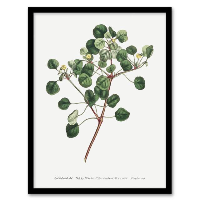 Artery8 Francis Sansom Manchineel Berry Flowering Plant Framed Wall Art Print in White - Size: A4 - image 1