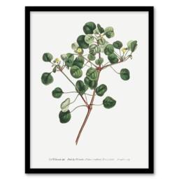 Artery8 Francis Sansom Manchineel Berry Flowering Plant Framed Wall Art Print in White - Size: A4 - thumbnail 1