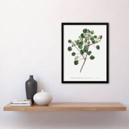 Artery8 Francis Sansom Manchineel Berry Flowering Plant Framed Wall Art Print in White - Size: A4 - thumbnail 4
