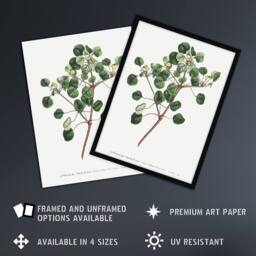 Artery8 Francis Sansom Manchineel Berry Flowering Plant Framed Wall Art Print in White - Size: A4 - thumbnail 2