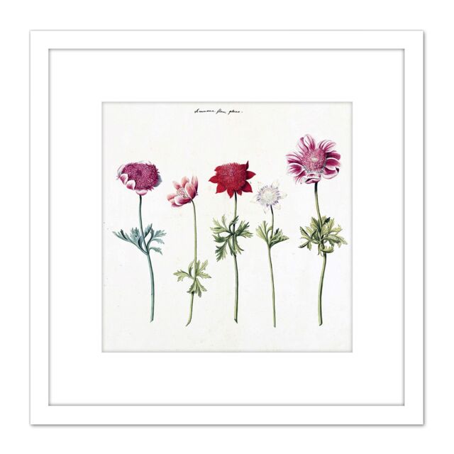 Artery8 Five Studies Of Anemones Pretty Flowers Drawing 8X8 Inch Square Wooden Framed Wall Art Print Picture with Mount in White - image 1
