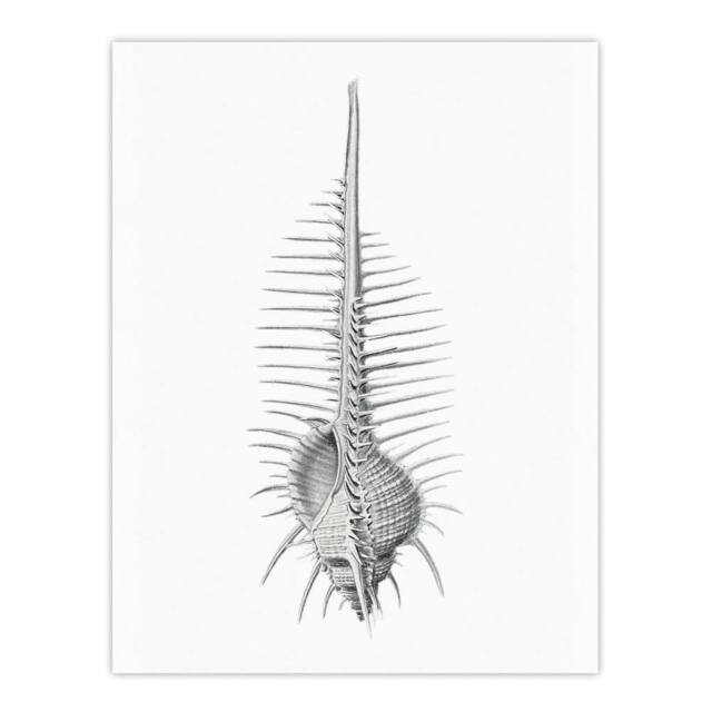 "Artery8 Murex Shell Seashell Drawing Haeckel Botanical Wall Art Print Poster in White - Size: W12"" x H16""" - image 1