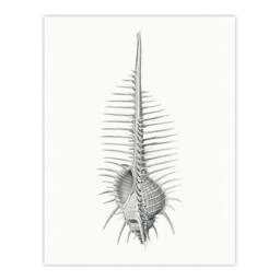 "Artery8 Murex Shell Seashell Drawing Haeckel Botanical Wall Art Print Poster in White - Size: W12"" x H16""" - thumbnail 1
