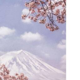 Makiko Samejima Mount Fuji Cherry Blossom Canvas Print in Pink - thumbnail 2